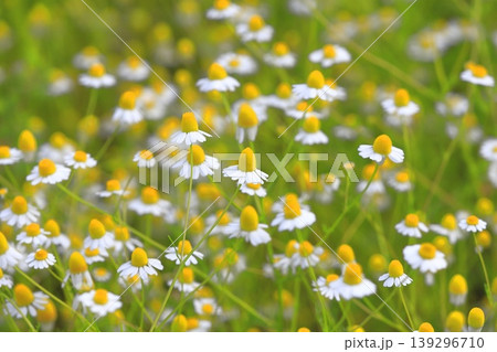 可憐なカモミールの花（ジャーマンカモミール） 139296710