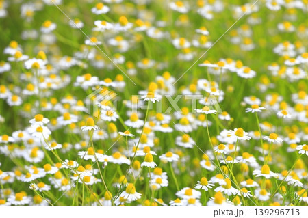 可憐なカモミールの花(ジャーマンカモミール) 可憐なカモミールの花(ジャーマンカモミール) 139296713