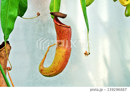 茶色いウツボカズラの捕虫袋(春、四月) 茶色いウツボカズラの捕虫袋(春、四月) 139296887