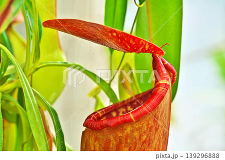 茶色いウツボカズラの捕虫袋(春、四月) 茶色いウツボカズラの捕虫袋(春、四月) 139296888