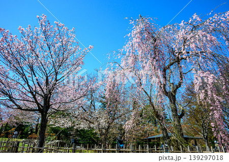 枝垂れ桜（中島公園日本庭園）_7932 139297018