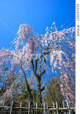 枝垂れ桜(中島公園日本庭園)_7941 枝垂れ桜(中島公園日本庭園)_7941 139297019
