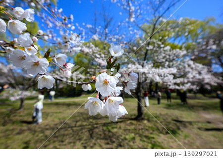 中島公園の桜_8161 中島公園の桜_8161 139297021
