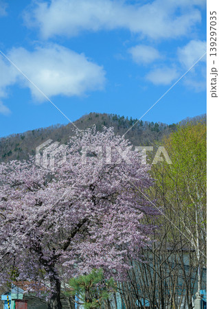 八剣山の春_8969 八剣山の春_8969 139297035