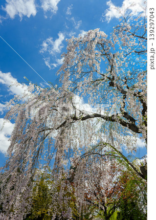 枝垂れ桜（中島公園日本庭園）_9669 139297043