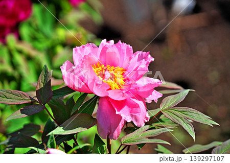 ピンク色のボタンの花（春、四月） 139297107