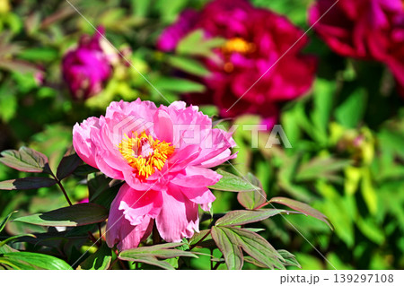 ピンク色のボタンの花(春、四月) ピンク色のボタンの花(春、四月) 139297108