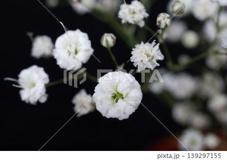 白く輝くカスミソウの花とつぼみのクローズップ 白く輝くカスミソウの花とつぼみのクローズップ 139297155