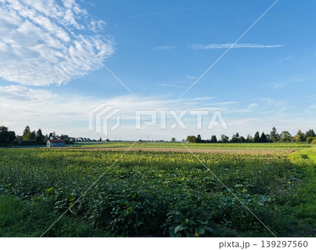 青空と広大な麦畑 青空と広大な麦畑 139297560