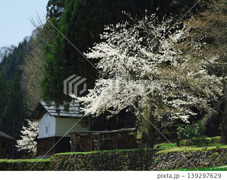 桜咲く相倉合掌造り集落 桜咲く相倉合掌造り集落 139297629