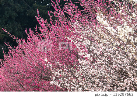 満開の桜の花、華やかな森の中で　 139297662