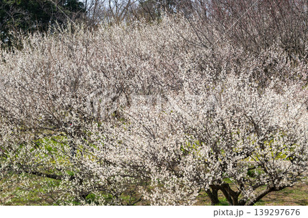 満開の桜の花、華やかな森の中で 139297676