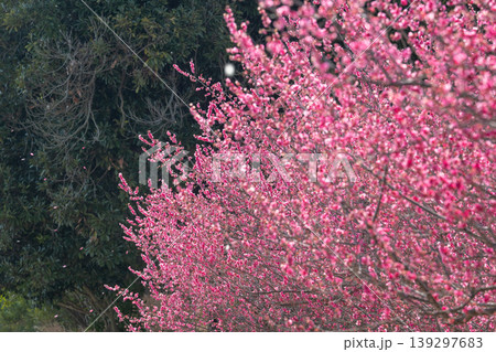 満開の桜の花、華やかな森の中で 139297683