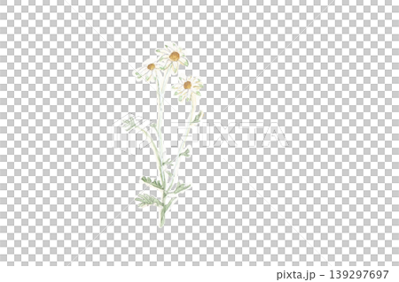 フランネルフラワーの手描き水彩イラスト 白い花 フランネルフラワーの手描き水彩イラスト 白い花 139297697