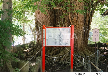 山寺 立石寺 日枝神社 御神木 山寺の大イチョウ 山寺 立石寺 日枝神社 御神木 山寺の大イチョウ 139297752