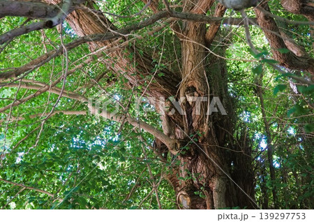 山寺　立石寺　日枝神社　御神木　山寺の大イチョウ 139297753