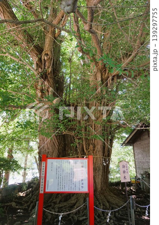 山寺　立石寺　日枝神社　御神木　山寺の大イチョウ 139297755