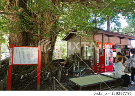 山寺　立石寺　日枝神社　御神木　山寺の大イチョウ 139297756