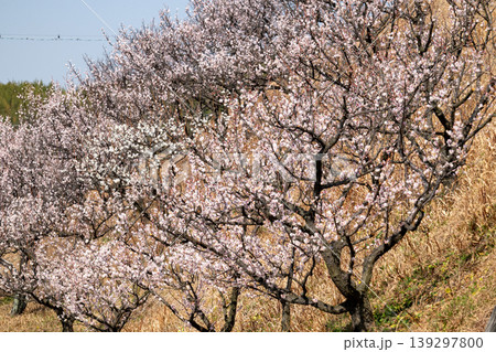 梅のある風景 139297800
