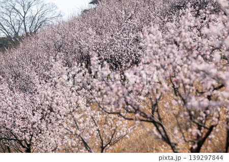 春の訪れを告げる梅の花 139297844