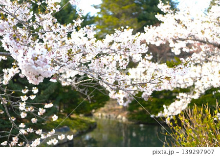 札幌市中島公園の桜 札幌市中島公園の桜 139297907
