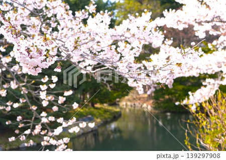 札幌市中島公園の桜 139297908