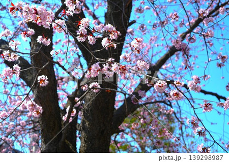 札幌市円山公園の青空と桜 札幌市円山公園の青空と桜 139298987