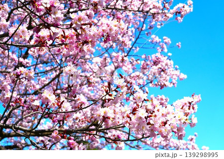札幌市円山公園の青空と桜 139298995