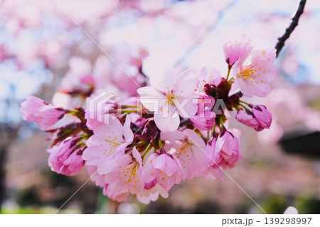 札幌市円山公園の青空と桜 札幌市円山公園の青空と桜 139298997