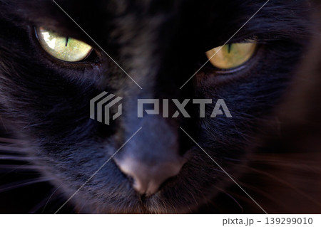 Closeup, portrait and black cat with serious face for animal view and sppoky green eyes inside. Fuzzy, soft and kitty zoom of small kitten head with feline and purebred pedigree and adorable pet Closeup, portrait and black cat with serious face for animal view and sppoky green eyes inside. Fuzzy, soft and kitty zoom of small kitten head with feline and purebred pedigree and adorable pet 139299010