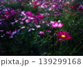 夜明け前の静寂に咲くコスモス　日の出を待つ花々 139299168