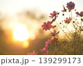 夕日に透けるコスモスの花びらと光の玉ボケ 139299173