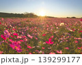 朝日に輝く満開のコスモス畑　夜明けの幻想的な風景 139299177