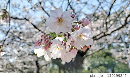 五分咲きの桜 鶴舞公園/写真 五分咲きの桜 鶴舞公園/写真 139299245