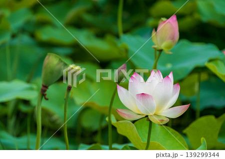 水辺に咲く白い蓮の花と緑の葉のコントラスト 水辺に咲く白い蓮の花と緑の葉のコントラスト 139299344