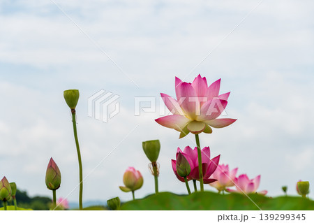 高く伸びるピンクの蓮の花と夏空のコピースペース 139299345