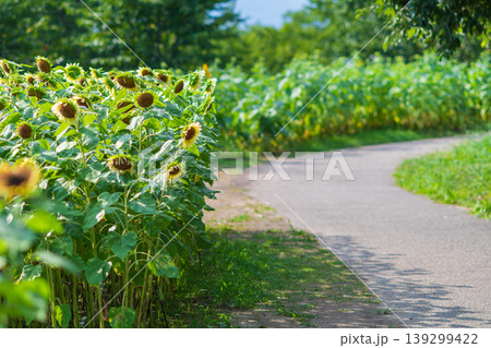 夏の青空へと続くひまわり畑の散歩道 夏の青空へと続くひまわり畑の散歩道 139299422