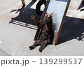 こっちを見ながら手を挙げる熊 139299537