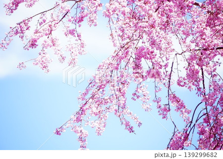 高見の郷しだれ桜 高見の郷しだれ桜 139299682