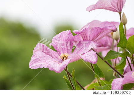 初夏の光を浴びて咲く薄ピンクのクレマチスの花 初夏の光を浴びて咲く薄ピンクのクレマチスの花 139299700