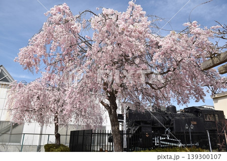 会津田島駅前しだれ桜 会津田島駅前しだれ桜 139300107