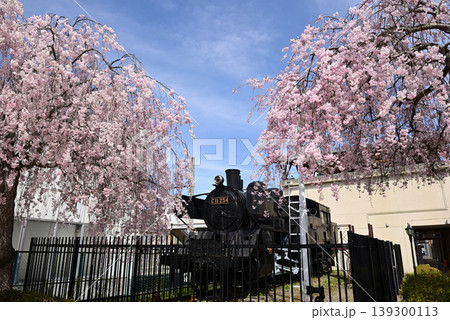 会津田島駅前しだれ桜 会津田島駅前しだれ桜 139300113
