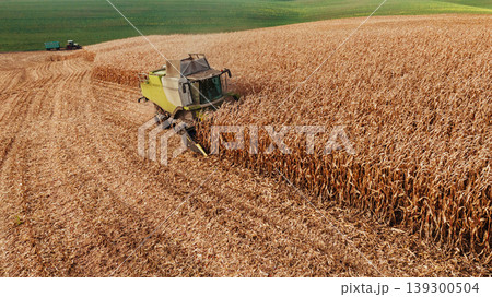 Going by the line in the row. Agricultural harvest with combine machines working in a corn field, aerial view 139300504