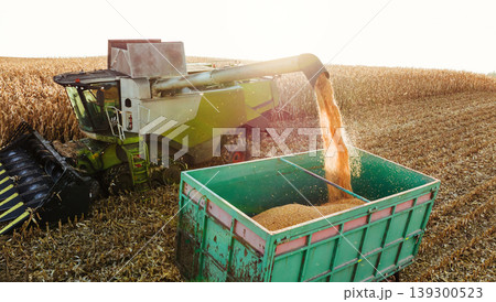 Illuminated by sunlight. Agricultural harvest with combine machines working in a corn field, aerial view 139300523