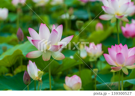 池に咲く美しいハスの花と夏の新緑風景 池に咲く美しいハスの花と夏の新緑風景 139300527