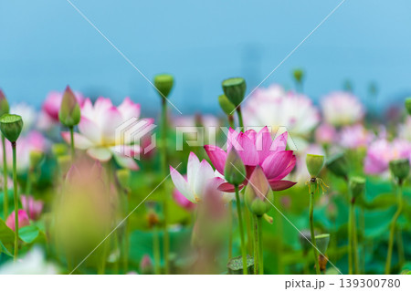 青空の下に広がるピンクの蓮の花と蕾の群生 青空の下に広がるピンクの蓮の花と蕾の群生 139300780