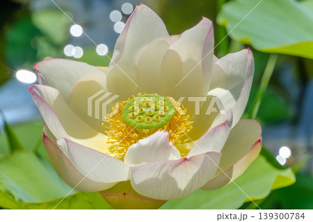黄金色の花芯が美しい白い蓮の花のマクロ撮影 139300784
