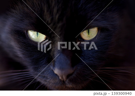Portrait, superstition and the eyes of a black cat closeup for bad luck as a symbol of spooky fear. Face, pet or animal with dark fur looking cute or adorable as a feline mammal for magic or mystery Portrait, superstition and the eyes of a black cat closeup for bad luck as a symbol of spooky fear. Face, pet or animal with dark fur looking cute or adorable as a feline mammal for magic or mystery 139300940