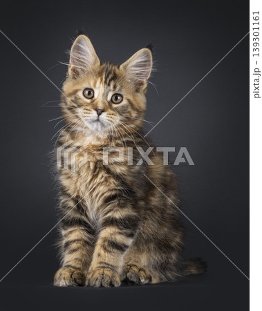 Warm color kitten on black background Warm color kitten on black background 139301161