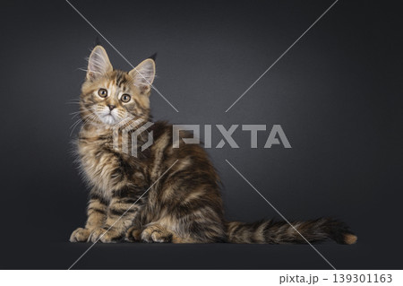 Warm color kitten on black background Warm color kitten on black background 139301163